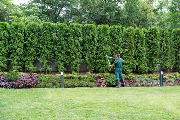 Best Lawn Disease Treatment  in Merritt Park, NY