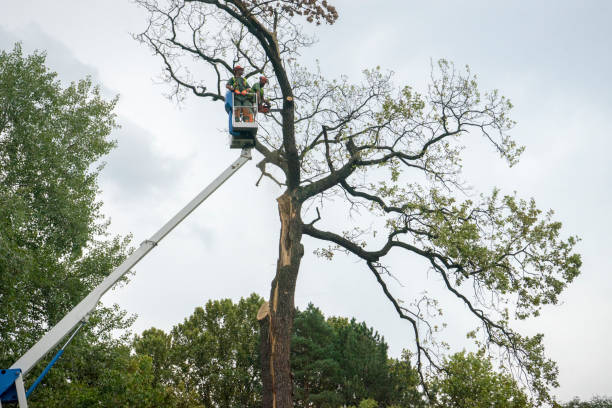 Best Tree Mulching Services  in Merritt Park, NY