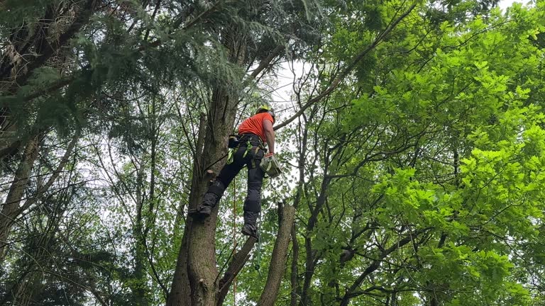  Merritt Park, NY Tree Services Pros