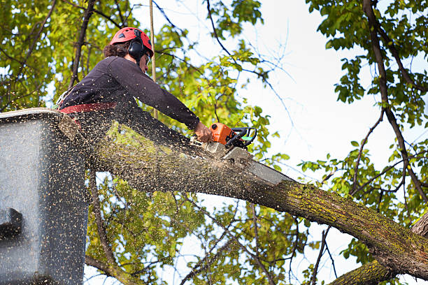 Best Tree Mulching Services  in Merritt Park, NY